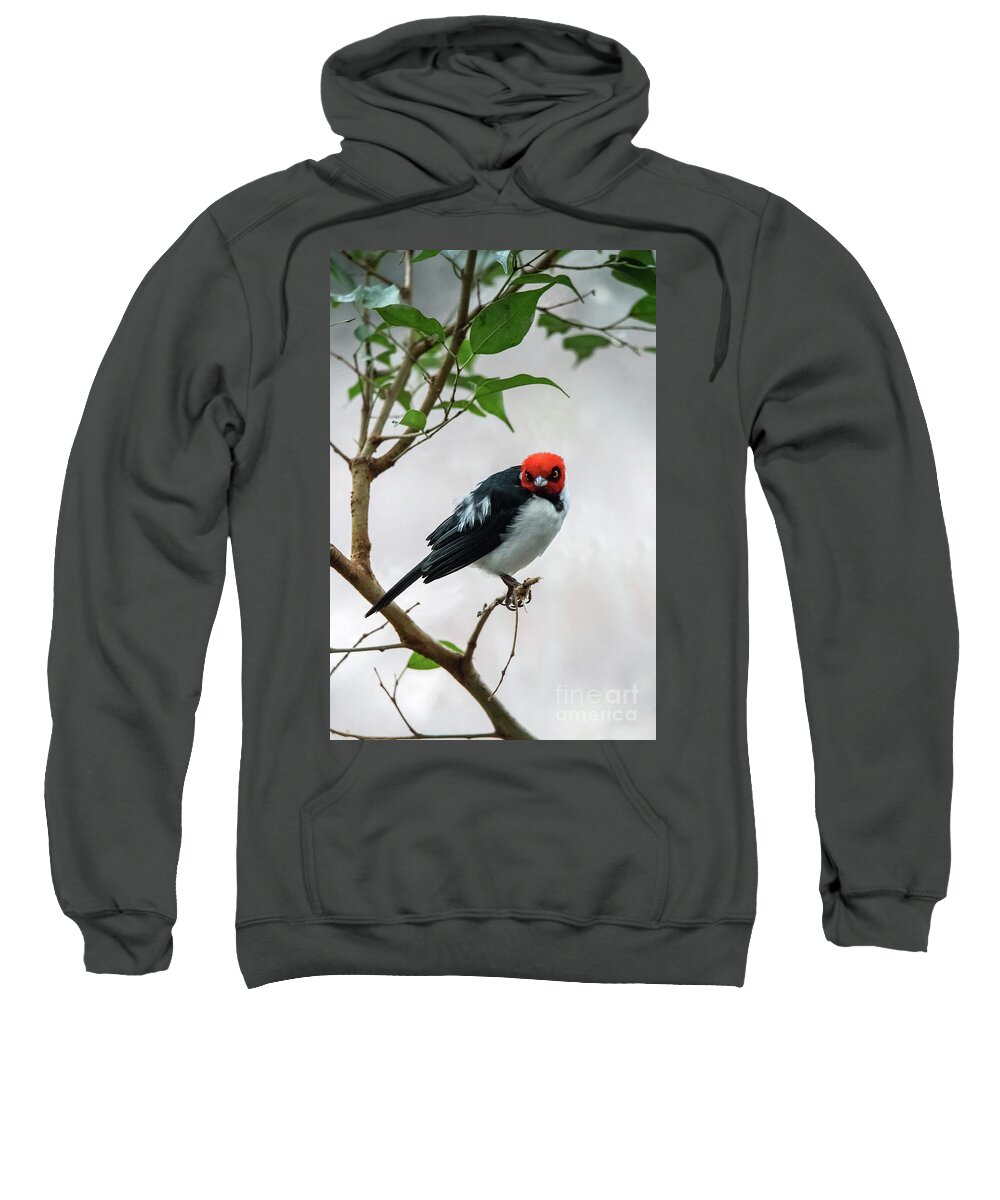 South America Sweatshirt featuring the photograph Red Capped Cardinal by Ed Taylor