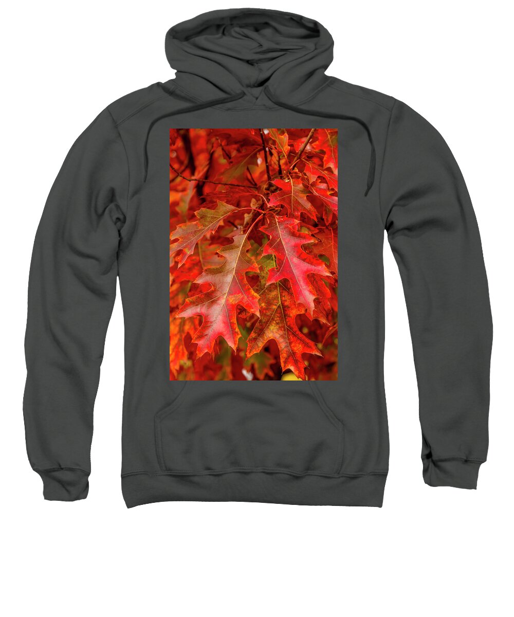 Hudson Gardens Sweatshirt featuring the photograph Red Maple Leaves by Teri Virbickis