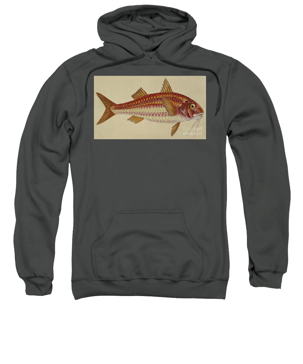 Red Mullet Sweatshirt featuring the drawing Red Mullet by English School