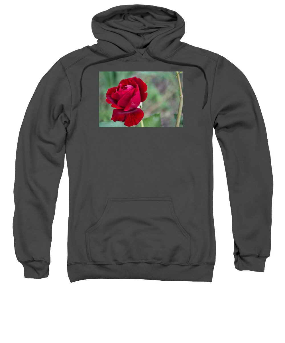 Rose Sweatshirt featuring the photograph Red Red Rose by Sharon Popek