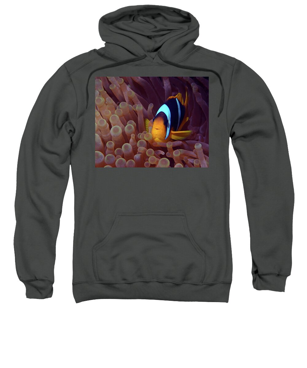 Red Sea Clownfish Sweatshirt featuring the photograph Red Sea Clownfish, Eilat, Israel 9 by Pauline Walsh Jacobson