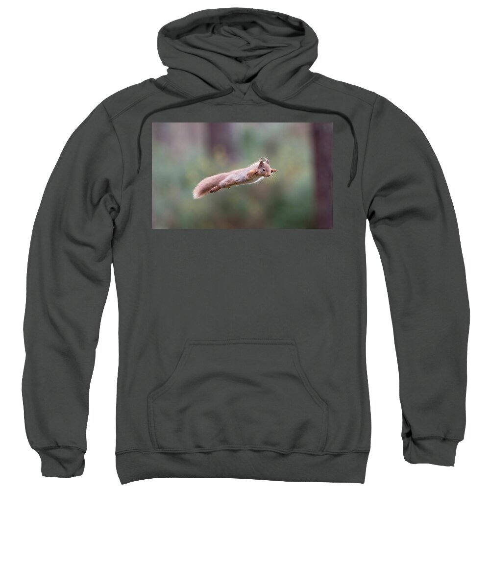 Red Sweatshirt featuring the photograph Red Squirrel Leaping by Pete Walkden