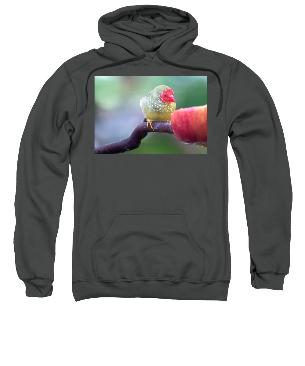 Red Sweatshirt featuring the photograph Red Star Finch by John Poon
