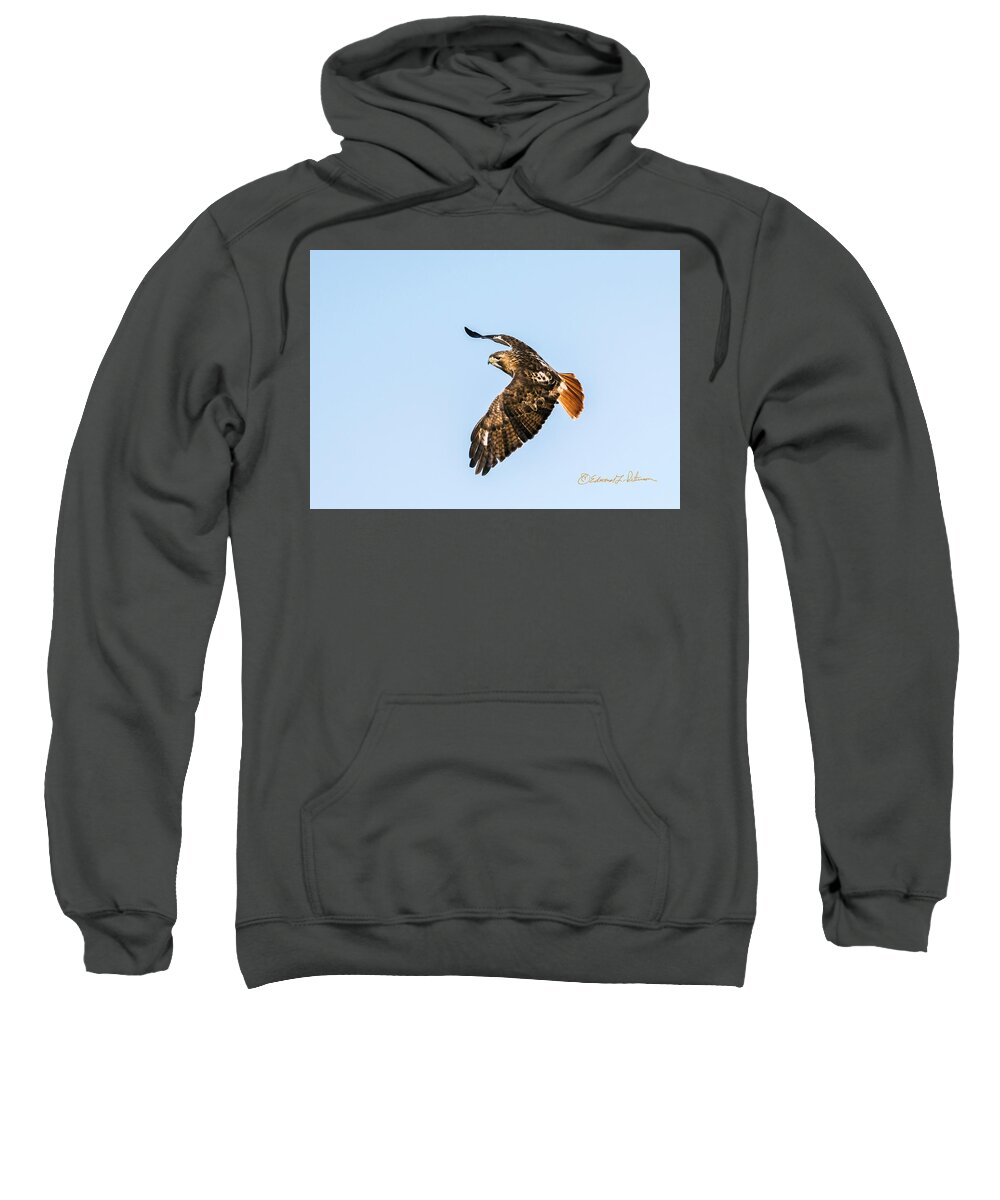 Red-tailed Hawk Sweatshirt featuring the photograph Red-tail Hawk In Flight by Ed Peterson