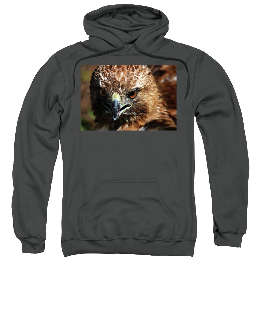 Red-tail Hawk Sweatshirt featuring the photograph Red-Tail Hawk Portrait by Anthony Jones