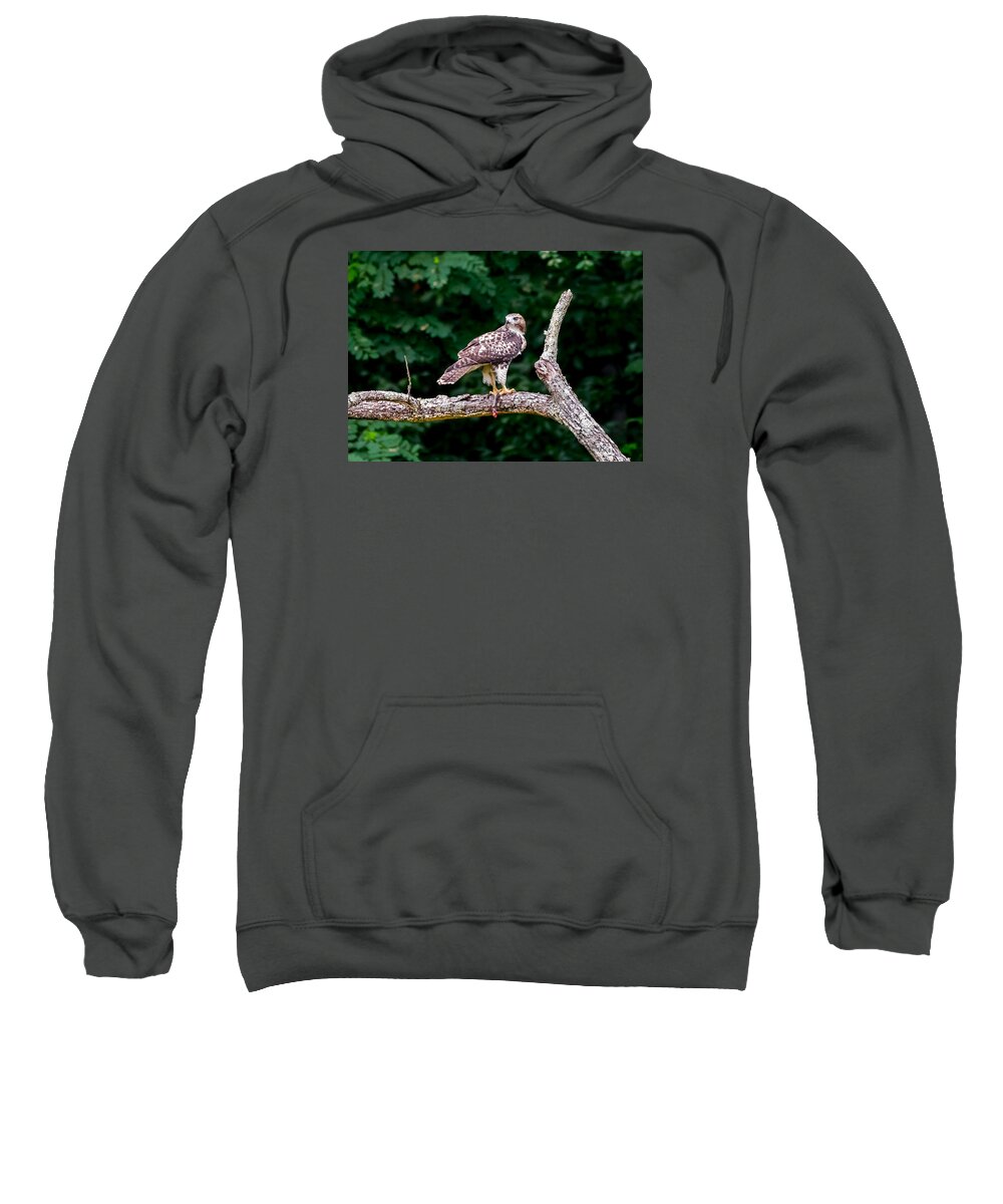 Red-tailed Hawk Sweatshirt featuring the photograph Red-Tailed Hawk by Holden The Moment