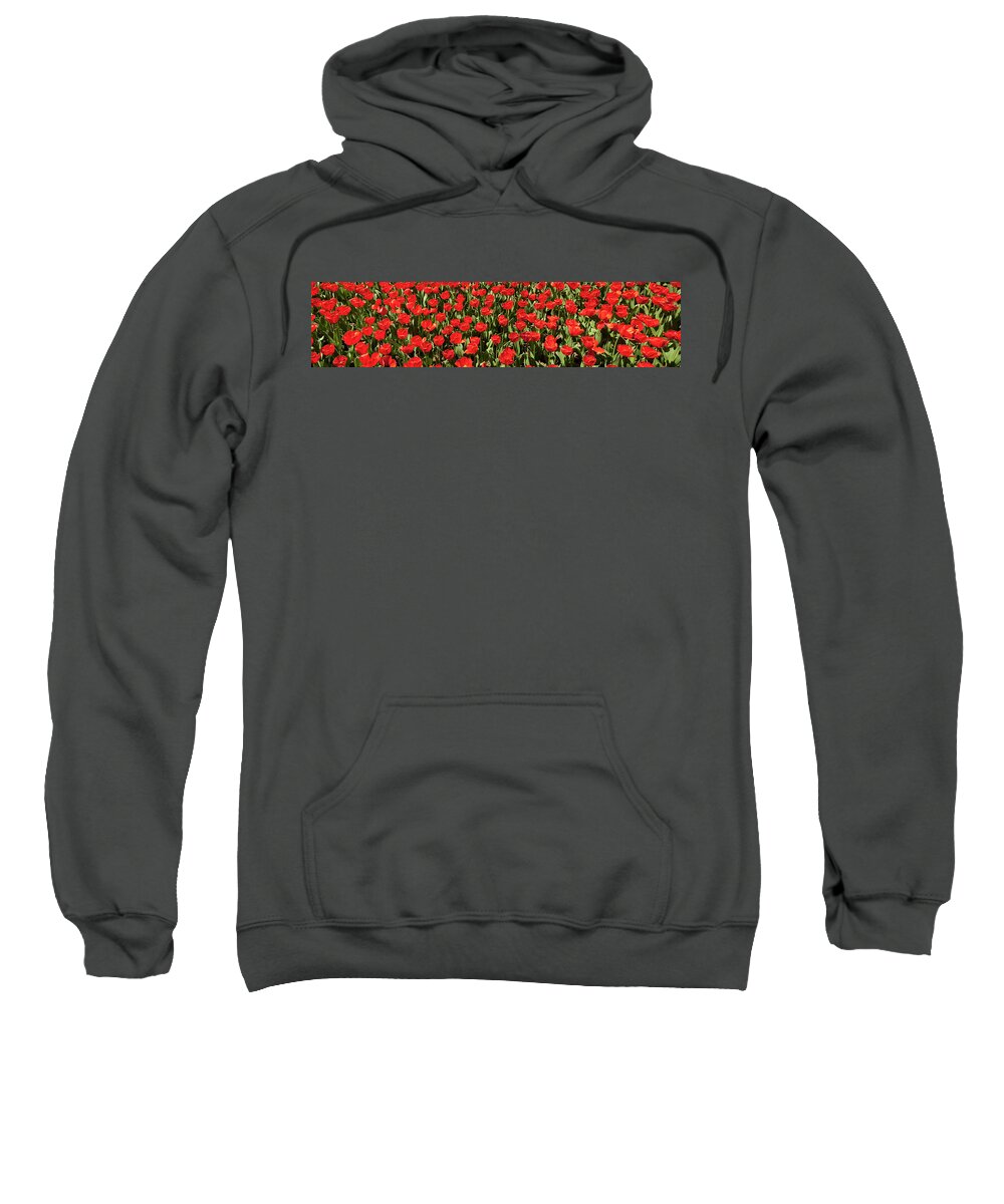 Red Tulips Sweatshirt featuring the photograph Red Tulips Panorama by Jill Lang