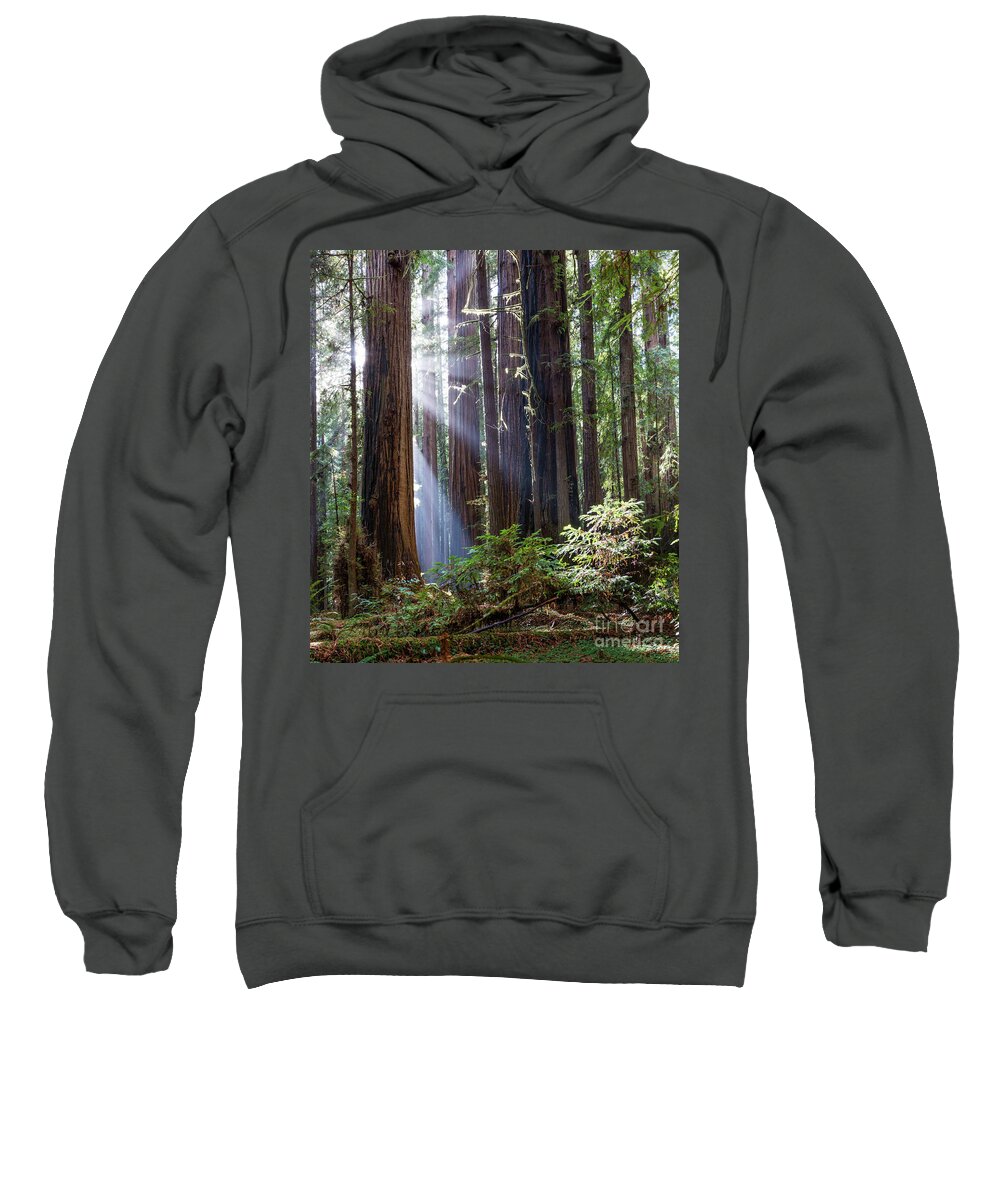 Avenue Of The Giants Sweatshirt featuring the photograph Redwood with Sun Ray by Dan Hartford