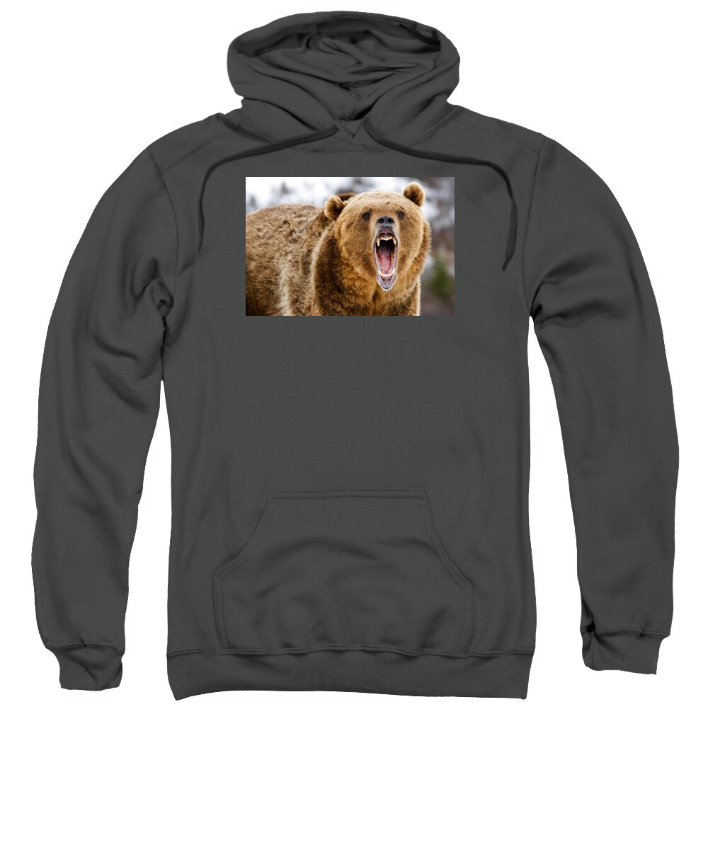 Bear Sweatshirt featuring the photograph Roaring Grizzly Bear by Scott Read