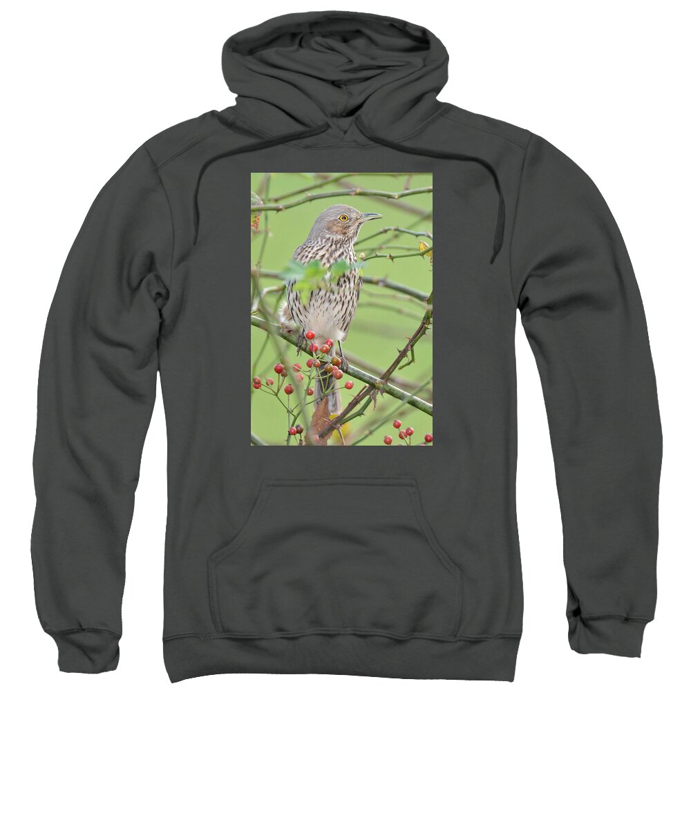 Bird Sweatshirt featuring the photograph Sage Thrasher by Alan Lenk