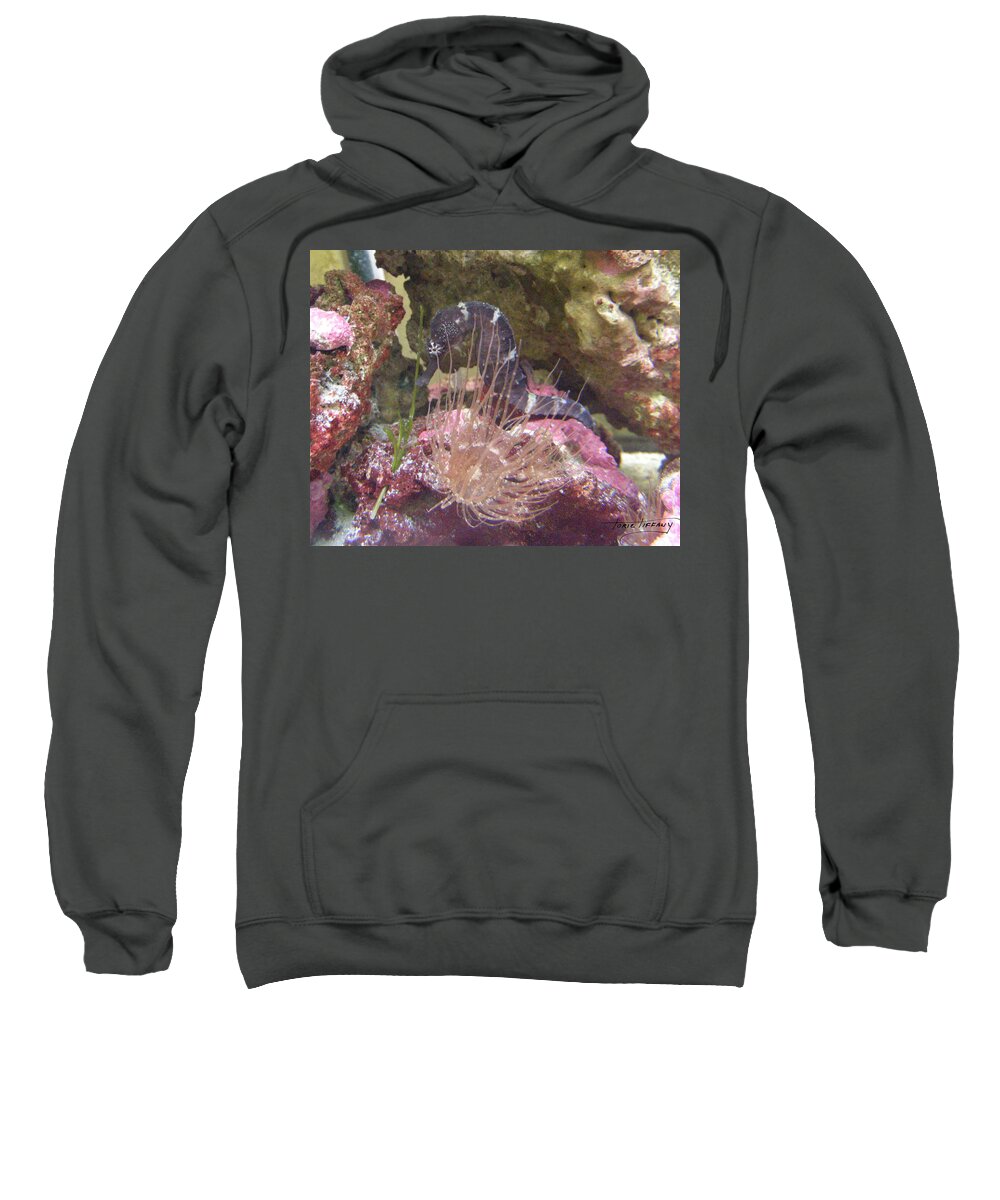 Faunagraphs Sweatshirt featuring the photograph Seahorse1 by Torie Tiffany