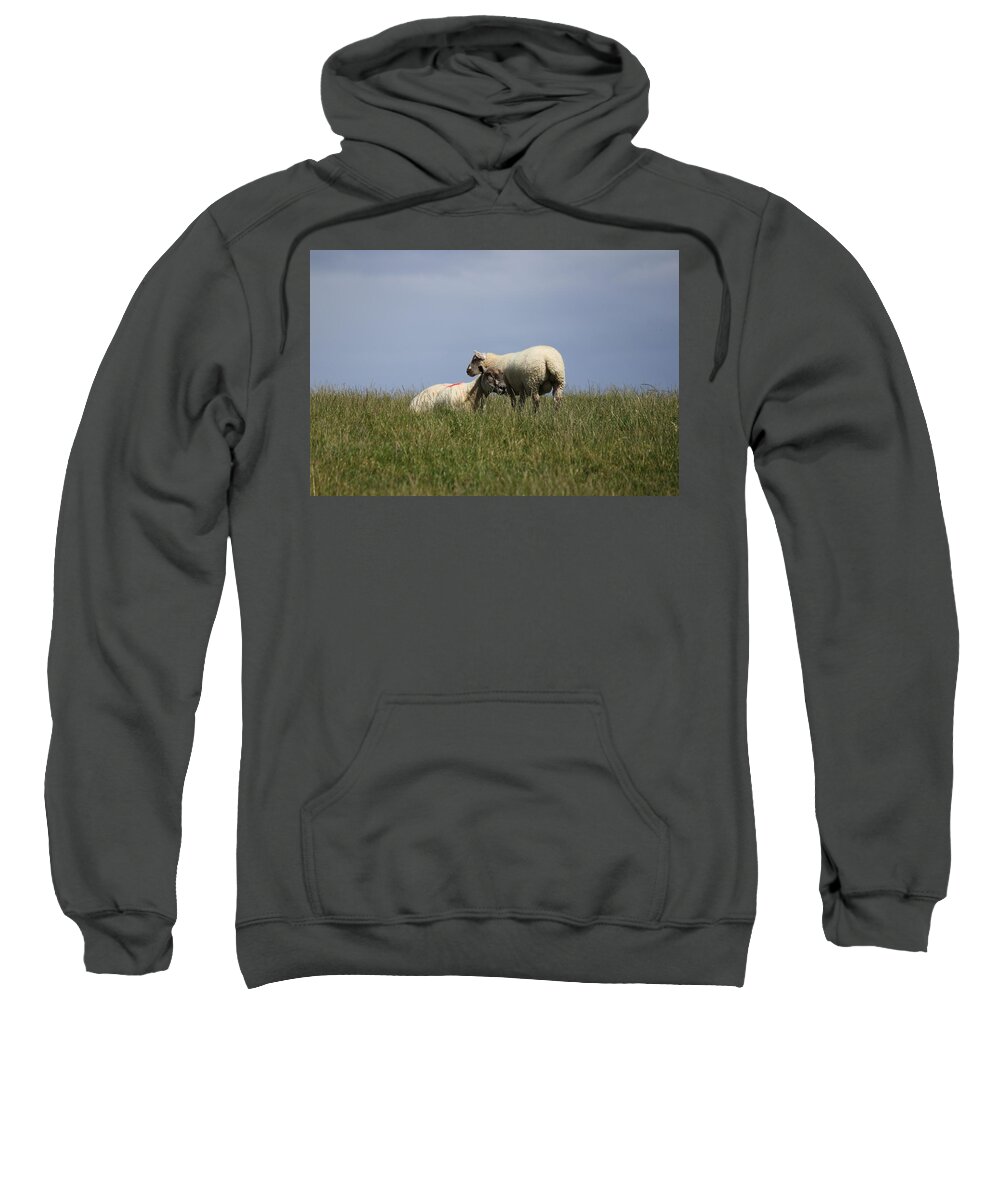 Sheep Sweatshirt featuring the photograph Sheep 4221 by John Moyer