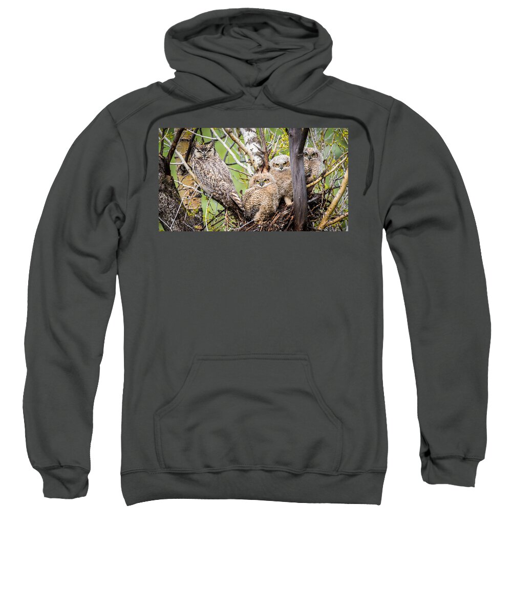 Owl Sweatshirt featuring the photograph Shelter from the Storm by Kevin Dietrich