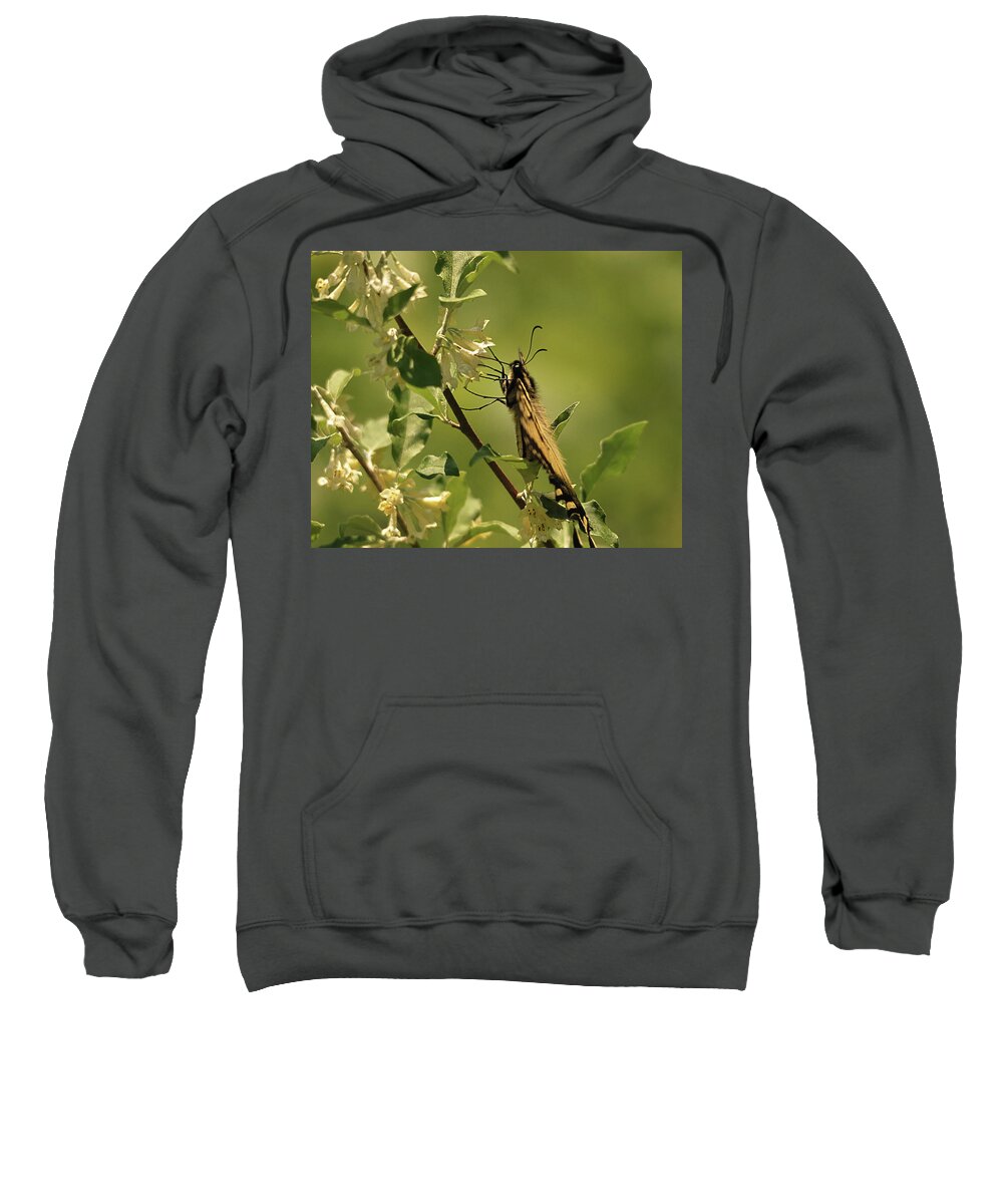 Nature Sweatshirt featuring the photograph Sipping in the Shade by Sue Capuano