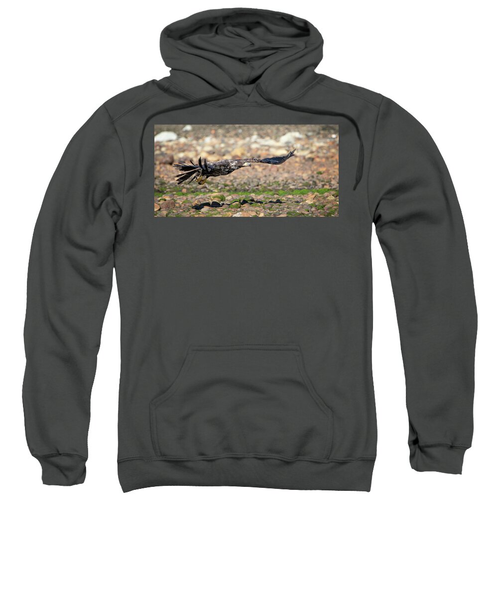Bald Eagle Sweatshirt featuring the photograph Skimming the rocks by Jeanette Mahoney