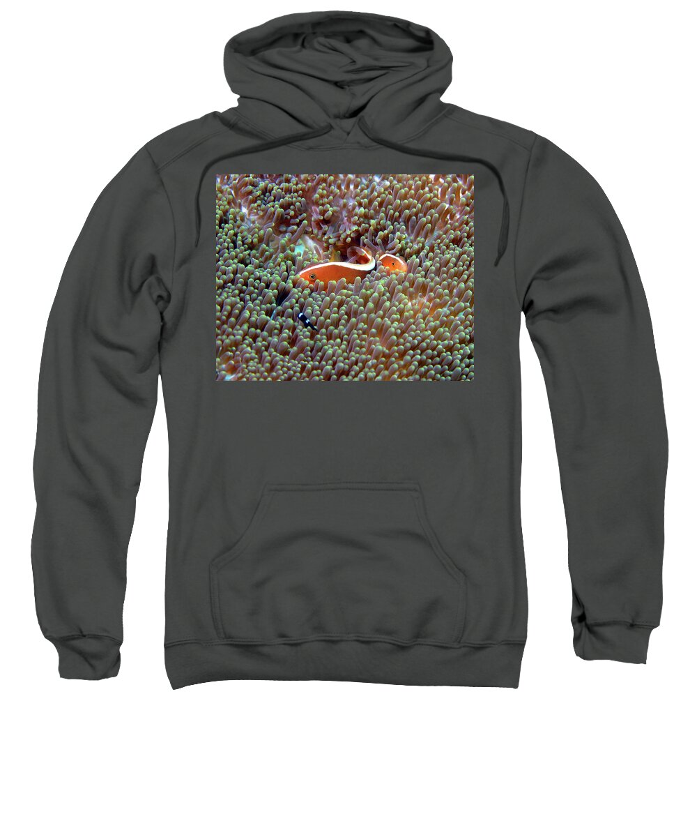 Skunk Anemonefish Sweatshirt featuring the photograph Skunk Anemonefish, Indonesia by Pauline Walsh Jacobson