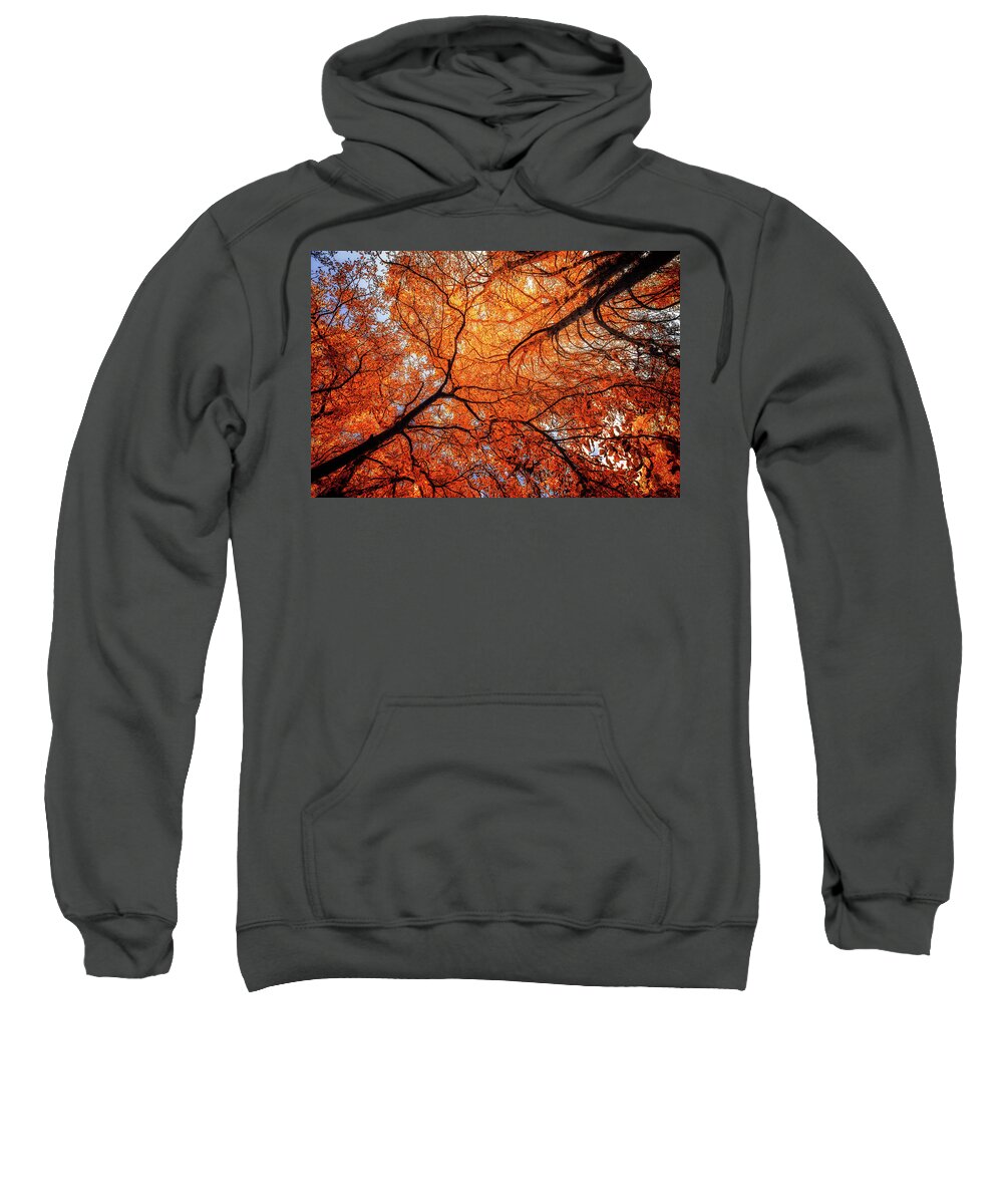 Autumn Pleasure Sweatshirt featuring the photograph Sky Roots in Forest Red by John Williams