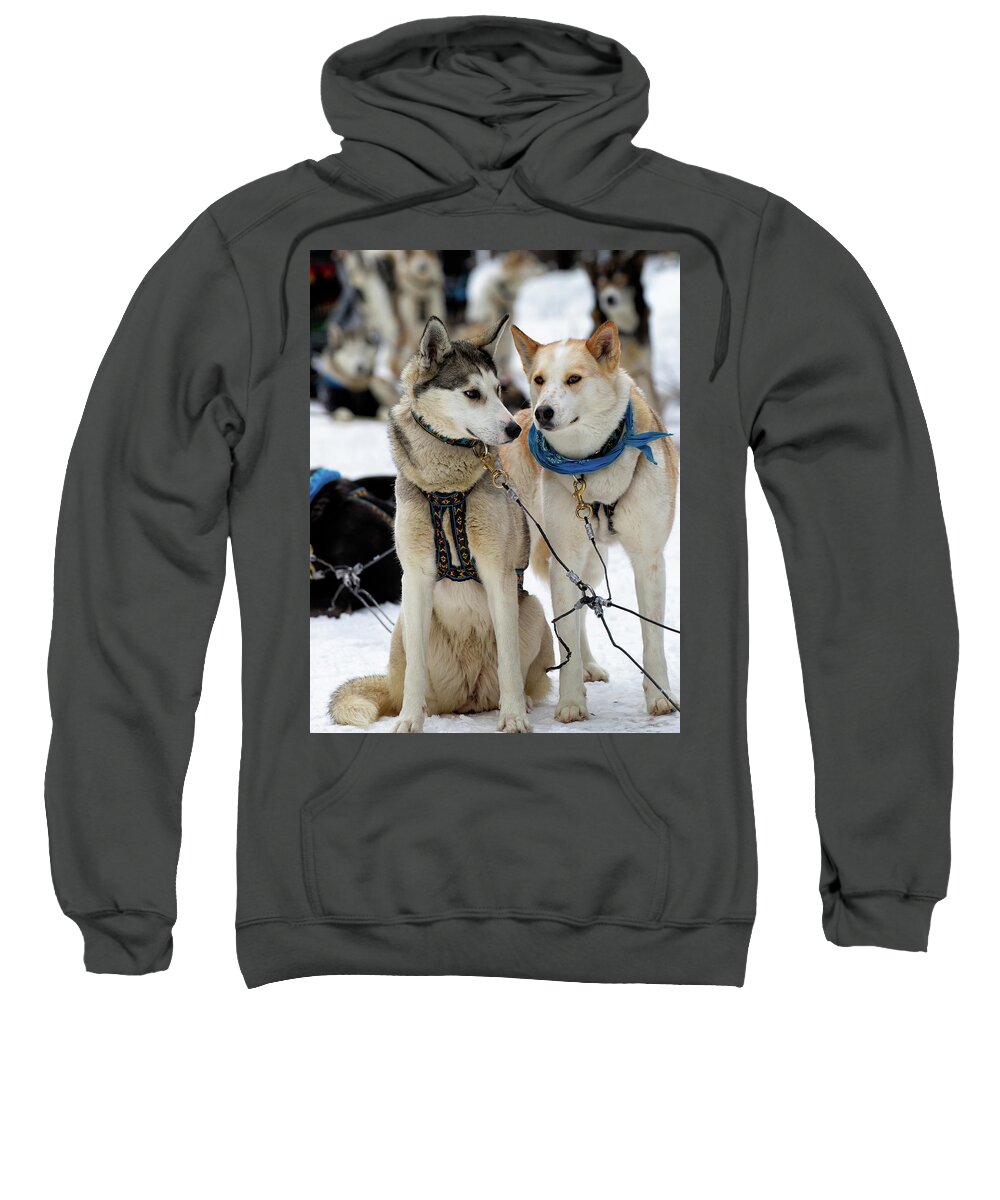 Dog Sweatshirt featuring the photograph Sled Dogs by David Buhler