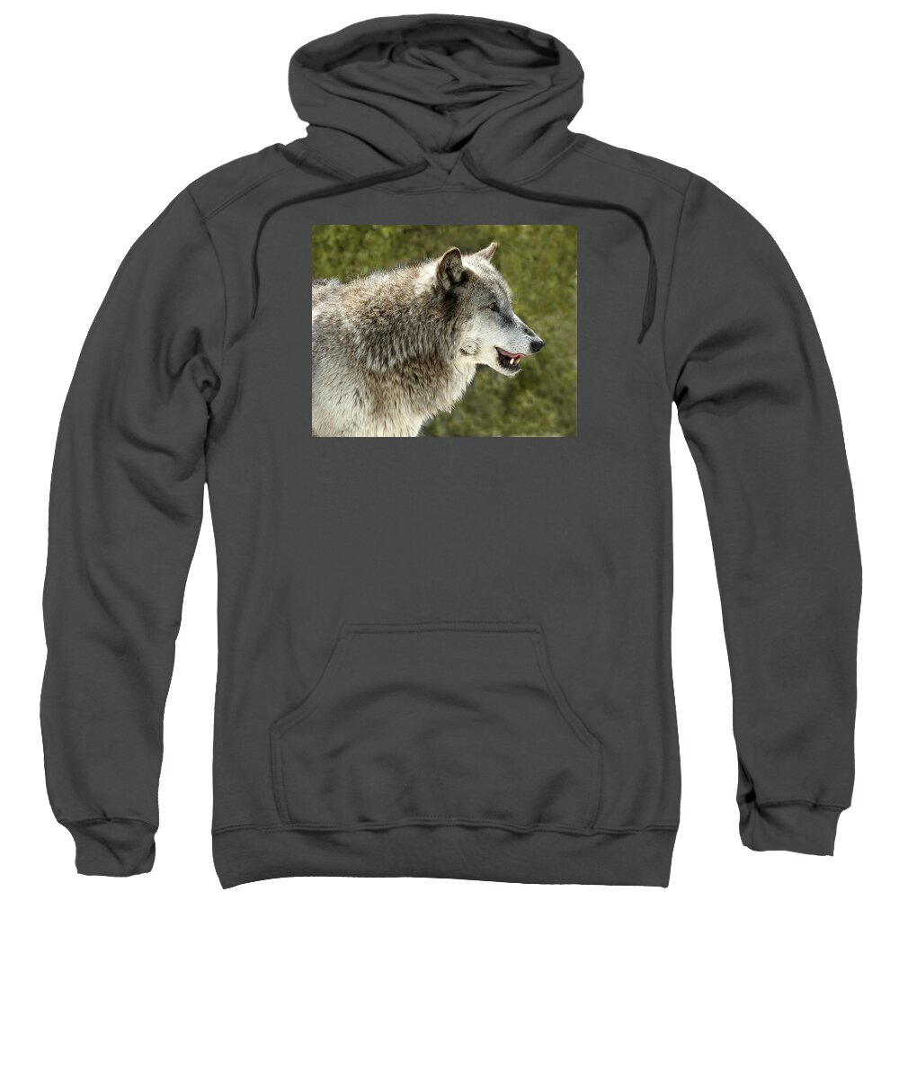 Wolf Sweatshirt featuring the photograph Smiling Wolf by Scott Read