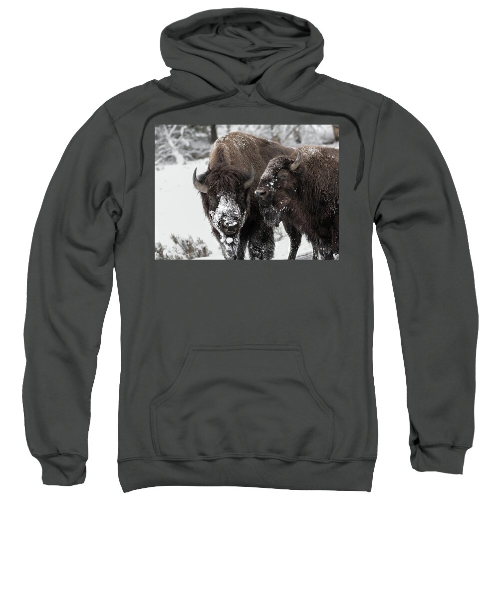 Bison Sweatshirt featuring the photograph Snow Blown by Ronnie And Frances Howard