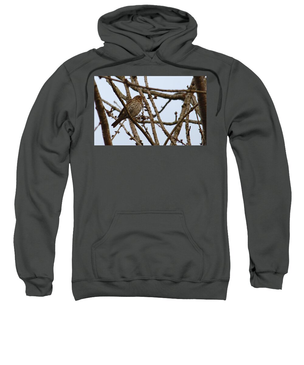 Song Sweatshirt featuring the photograph Song Thrush In Tree by Adrian Wale