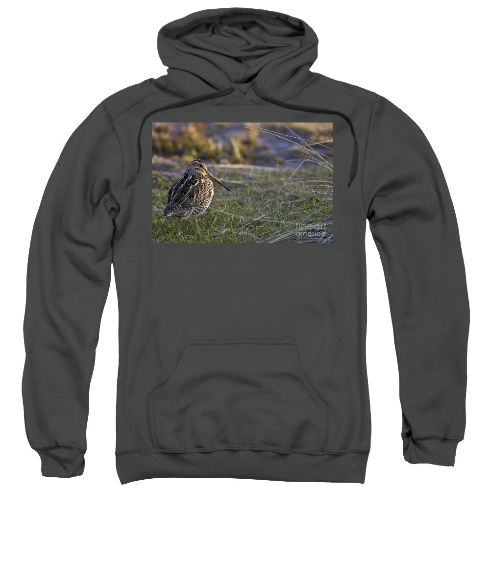 South American Snipe Sweatshirt featuring the photograph South American Snipe by Jean-Louis Klein & Marie-Luce Hubert
