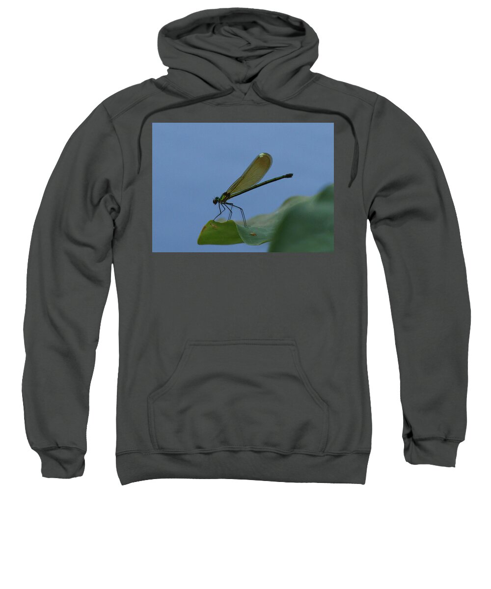 Damselfly Sweatshirt featuring the photograph Sparkling Jewelwing #2 by Paul Rebmann