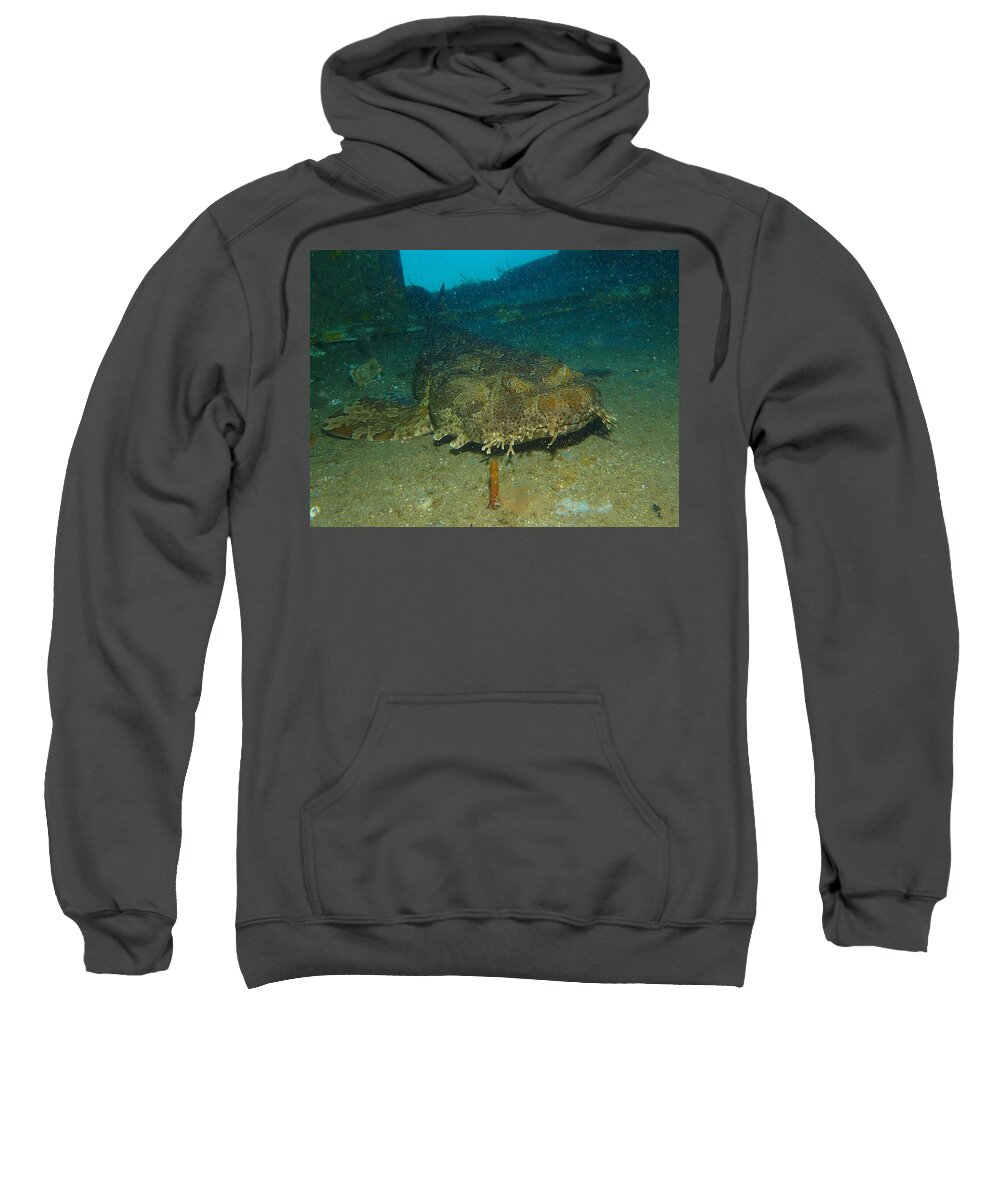 Spotted Wobbegong Shark Sweatshirt featuring the digital art Spotted Wobbegong Shark by Maye Loeser