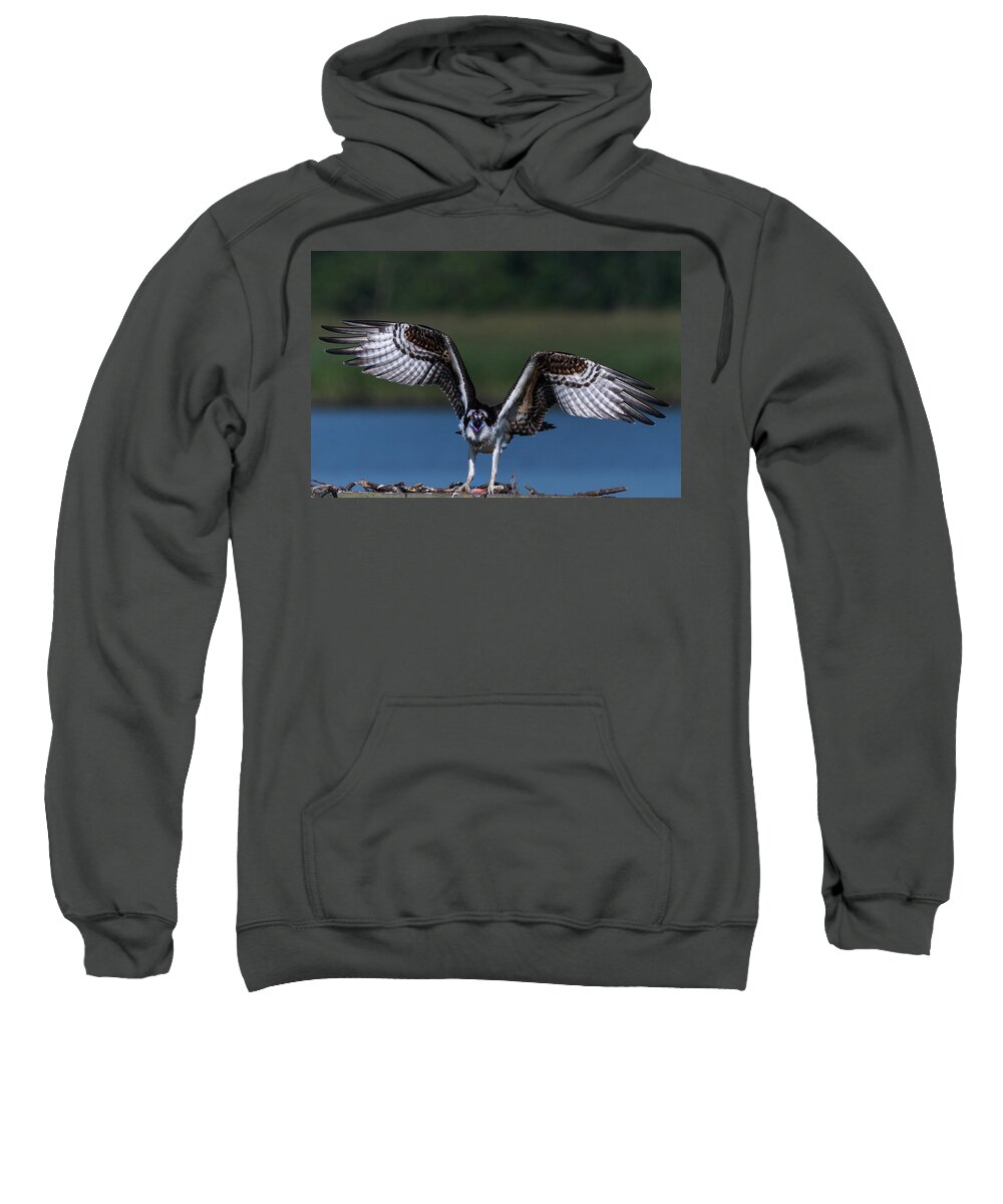 Photograph Sweatshirt featuring the photograph Spread Your Wings by Cindy Lark Hartman