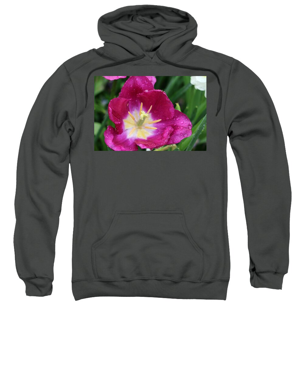 Tulip Sweatshirt featuring the photograph Spring Tulips 47 by Pamela Critchlow