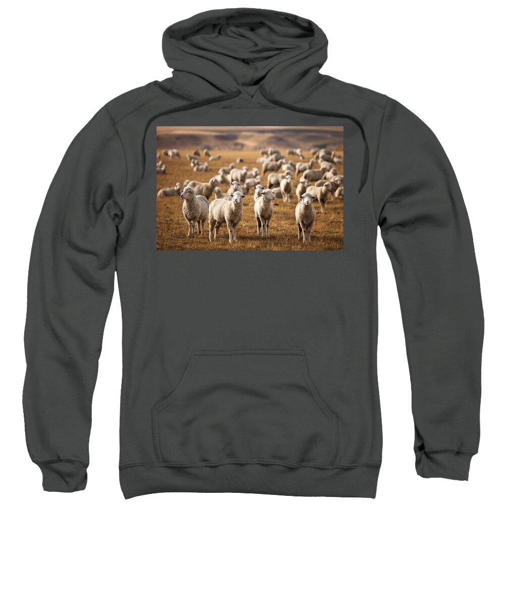 Sheep Sweatshirt featuring the photograph Standing Out in the Herd by Todd Klassy