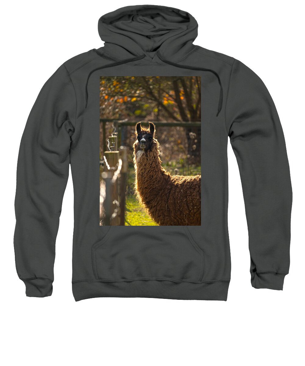 Acres Sweatshirt featuring the photograph Staring Llama by Travis Rogers