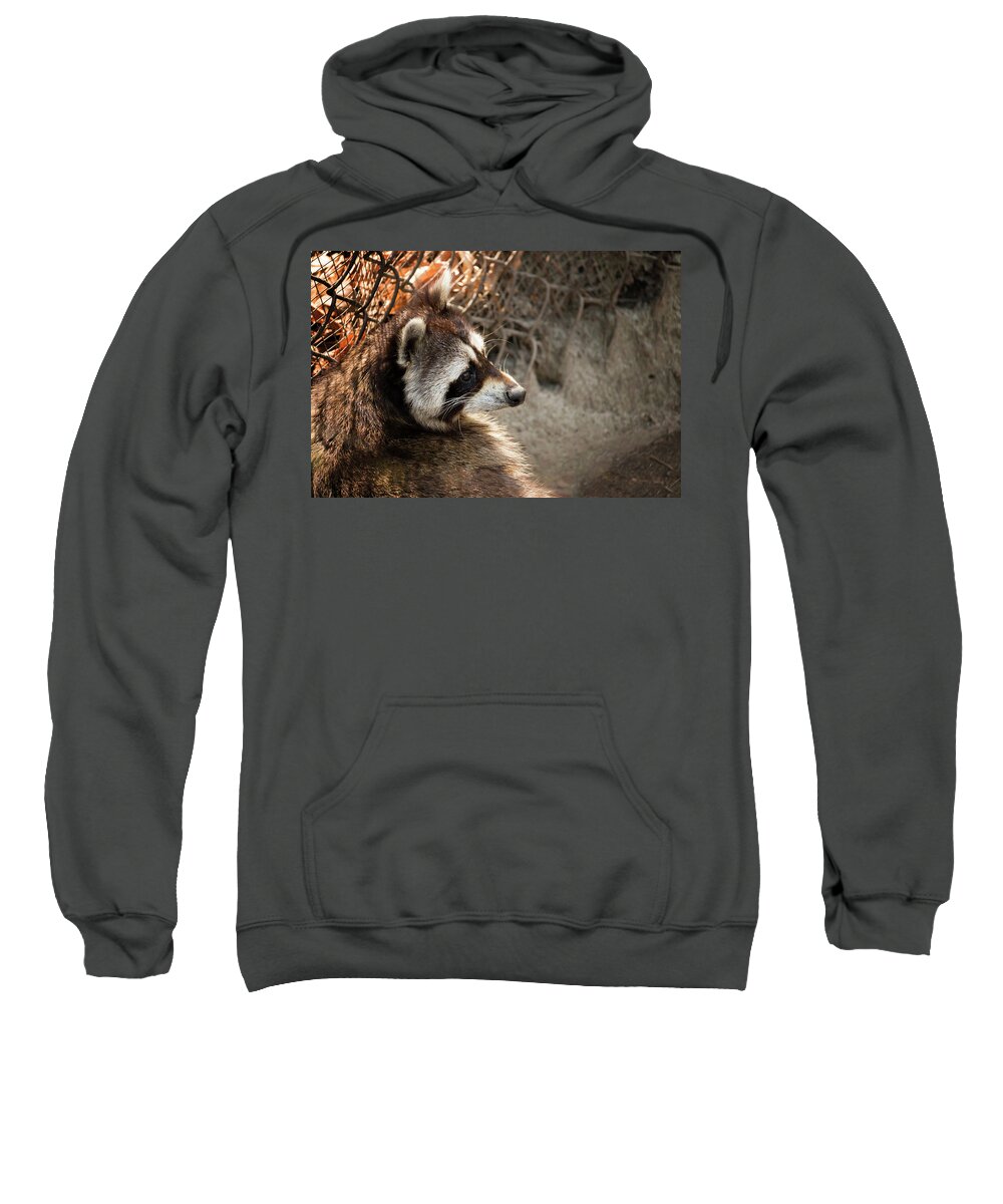 Raccoon Sweatshirt featuring the photograph Staring Raccooon by Travis Rogers