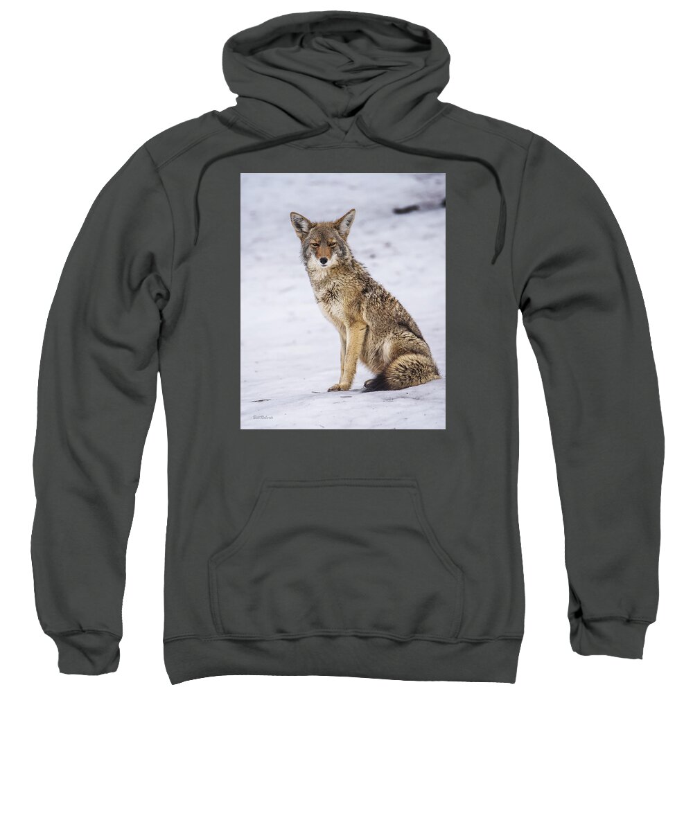 Coyote Sweatshirt featuring the photograph Strike A Pose by Bill Roberts