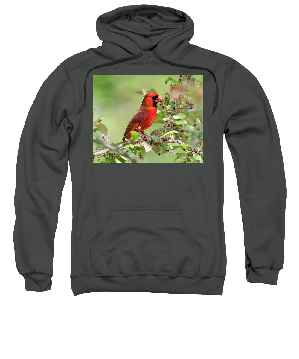 Cardinal Sweatshirt featuring the photograph Summer Cardinal by Kristin Hatt