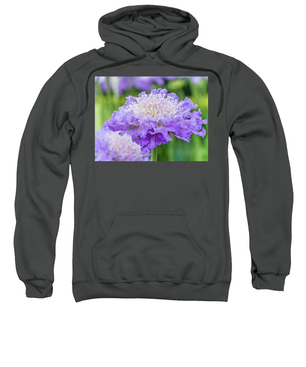 Flower Sweatshirt featuring the photograph Sweet Petal by Nick Bywater