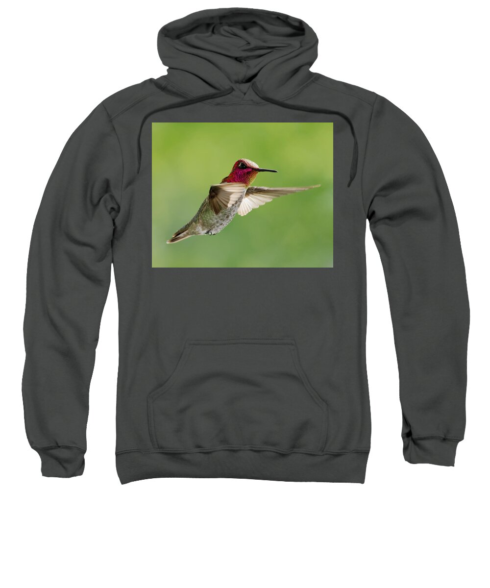 Darin Volpe Animals Sweatshirt featuring the photograph Terror of the Skies -- Anna's Hummingbird at Templeton, California by Darin Volpe