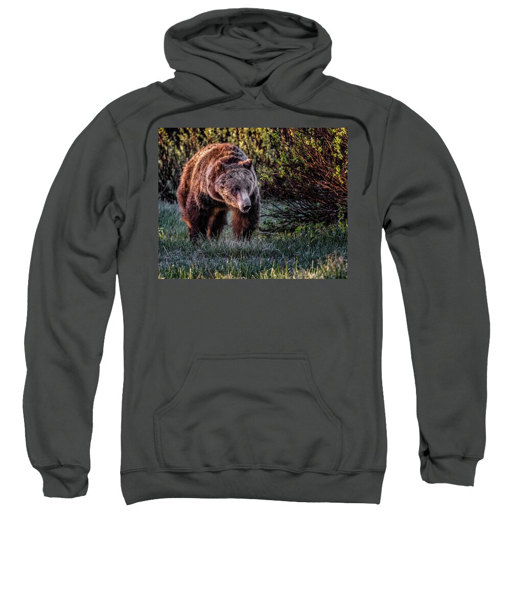 Grizzly Bear Sweatshirt featuring the photograph Teton Grizzly by Michael Ash