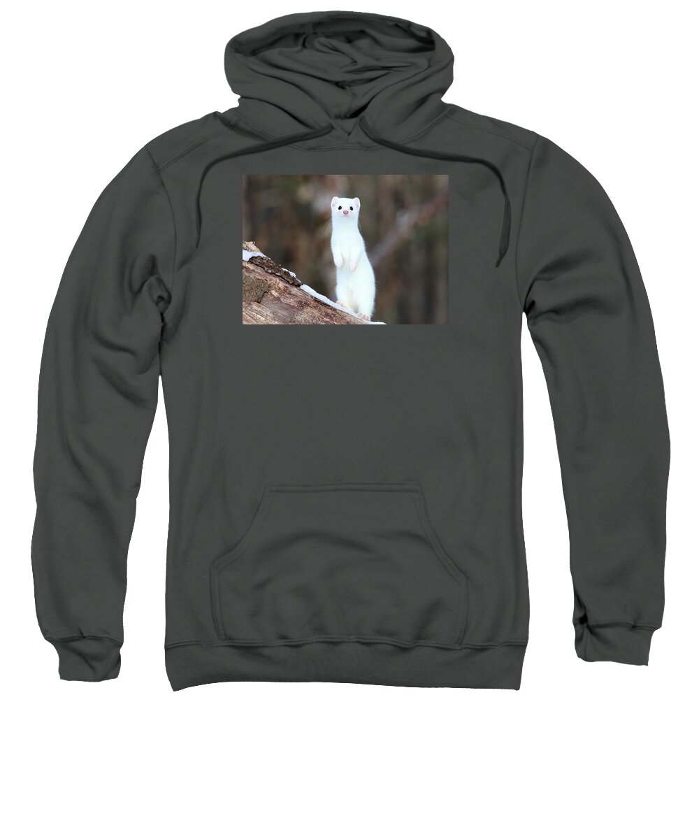 Weasel Sweatshirt featuring the photograph The Curious Weasel by Duane Cross