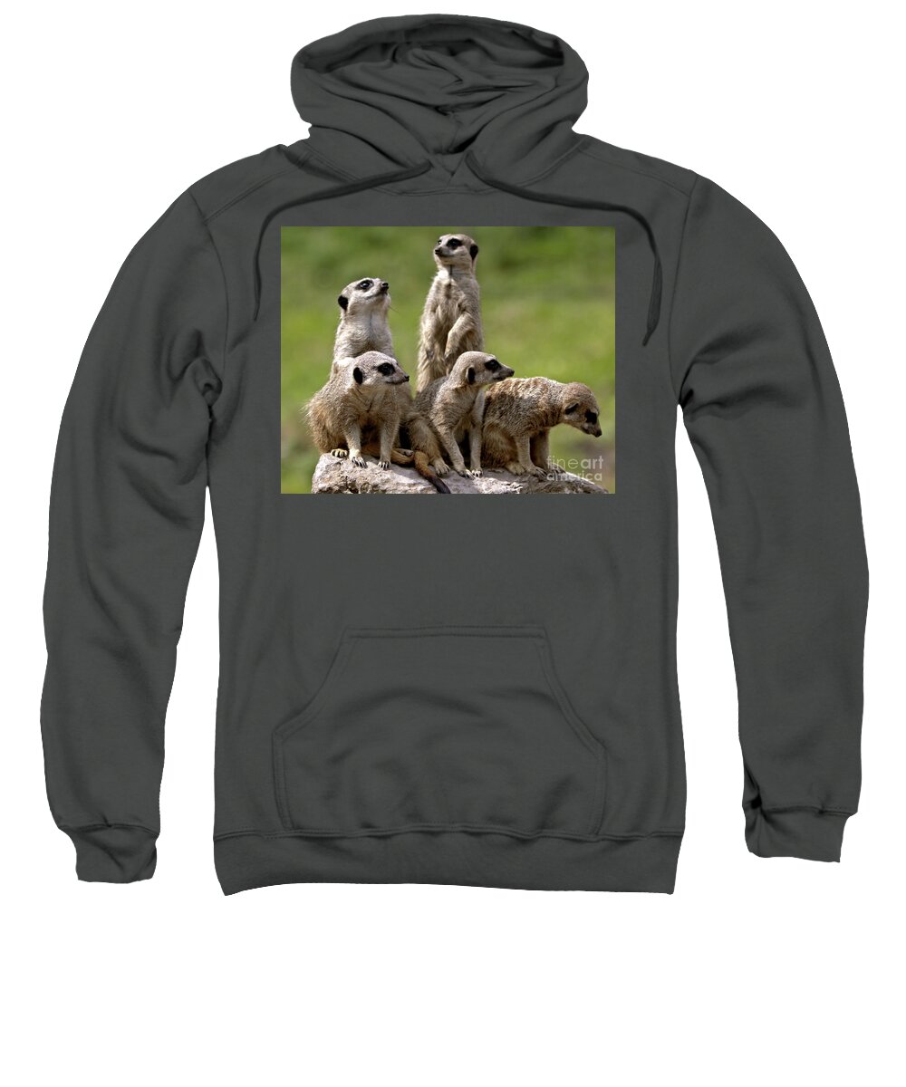 Animal Sweatshirt featuring the photograph The Management by Stephen Melia