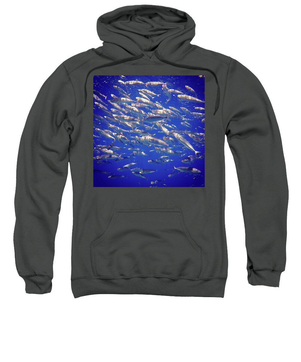 Fish Sweatshirt featuring the photograph The Mini-Mack by Elle Wanderluster