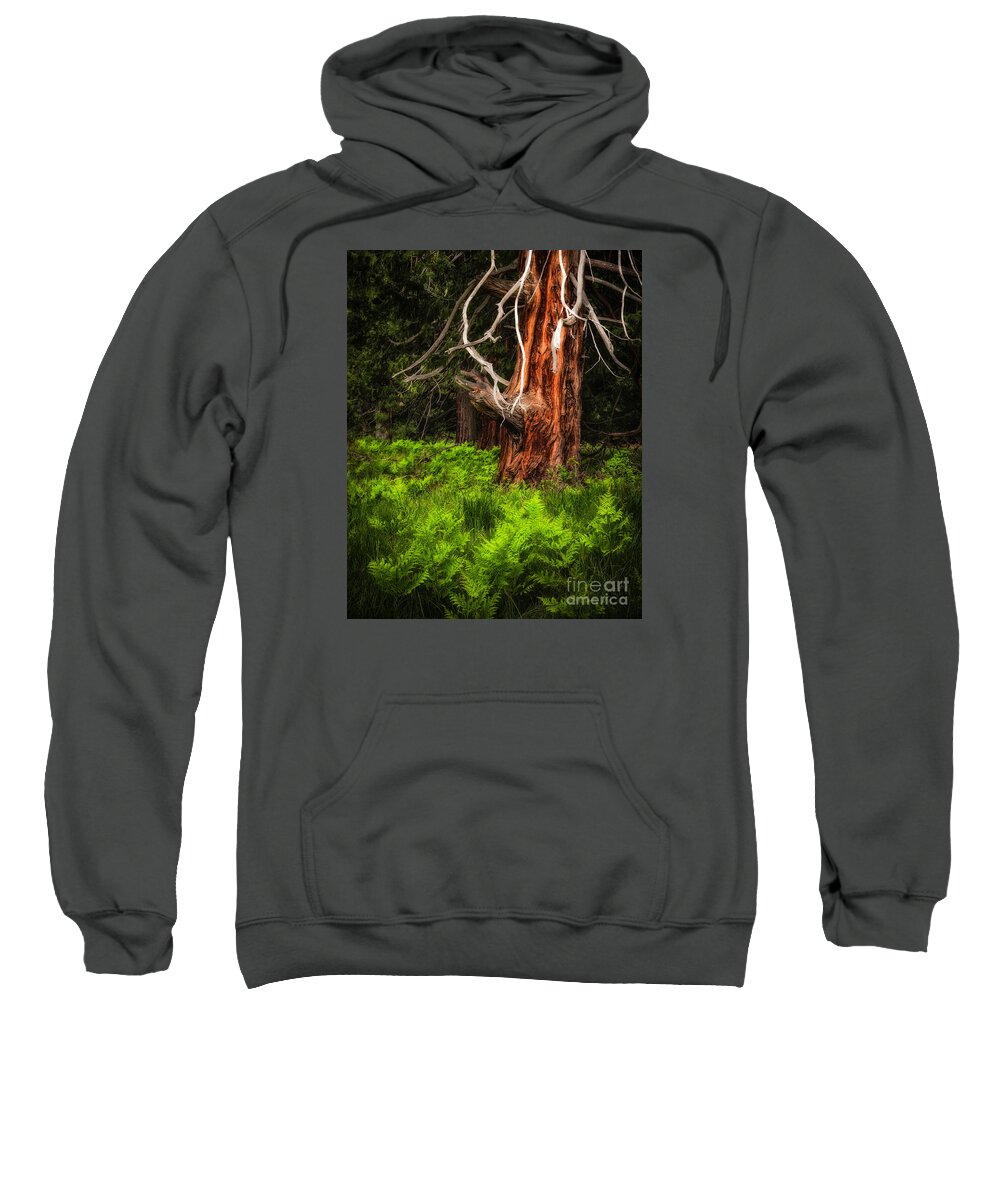 Yosemite Sweatshirt featuring the photograph The Old Tree by Anthony Michael Bonafede