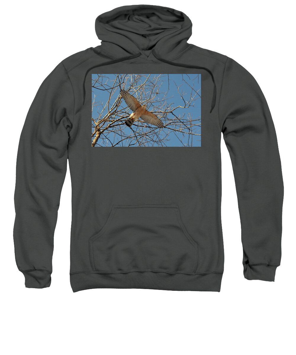 Red-shouldered Hawk Sweatshirt featuring the photograph The Red-shouldered Hawk by Asbed Iskedjian
