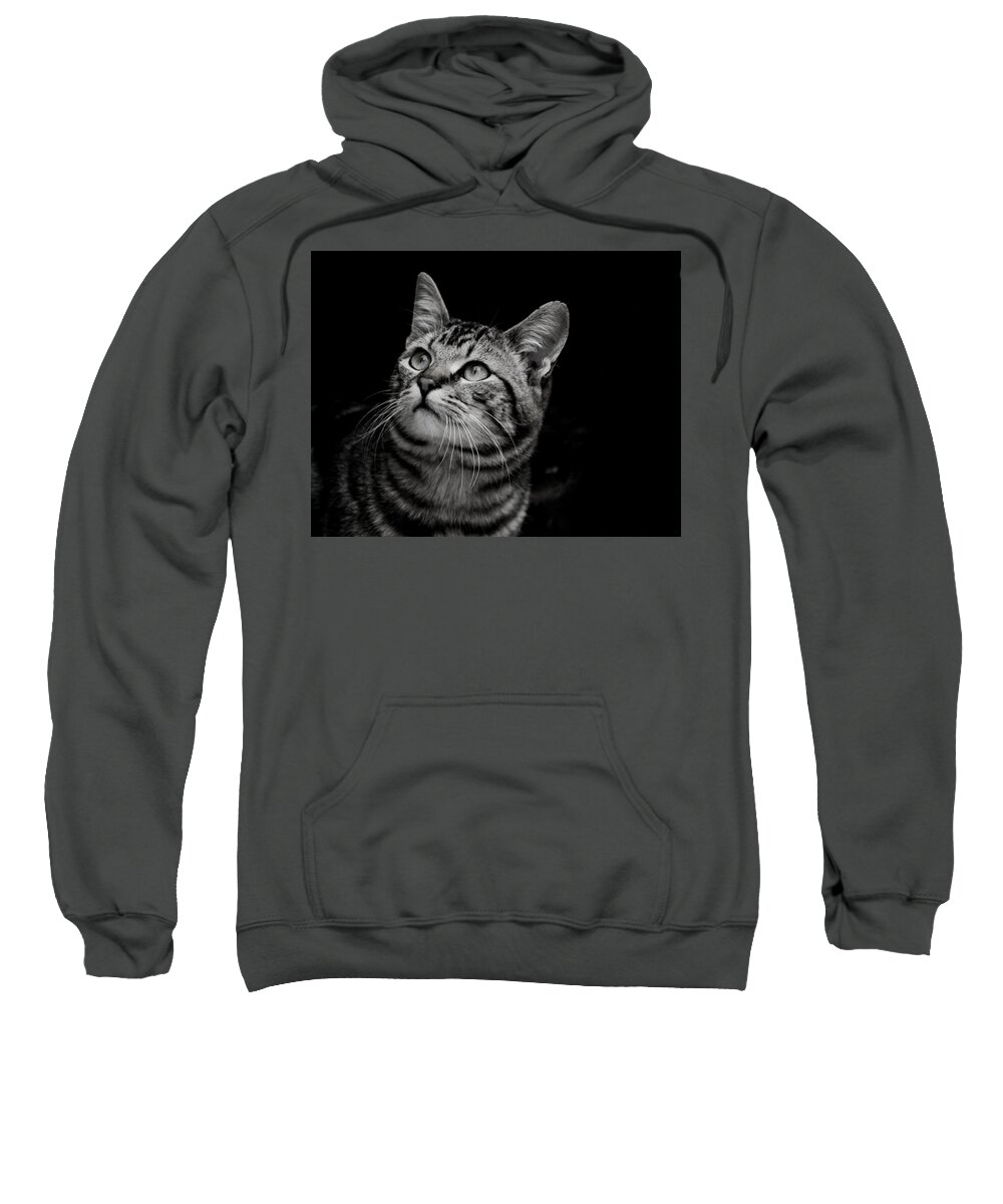 Cats Sweatshirt featuring the photograph Thoughtful Tabby by Chriss Pagani