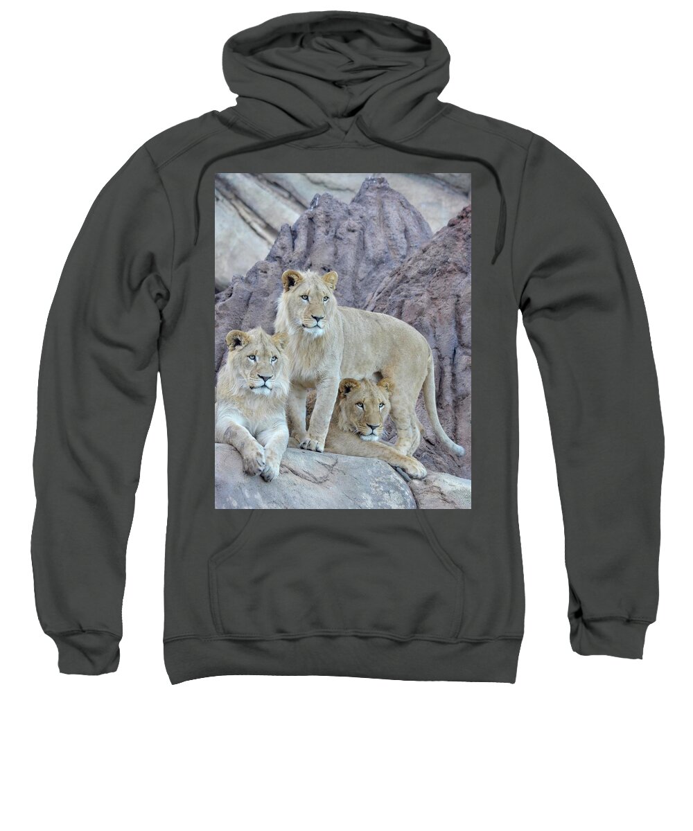 Lion Sweatshirt featuring the photograph Three Lion Princes by Richard Bryce and Family