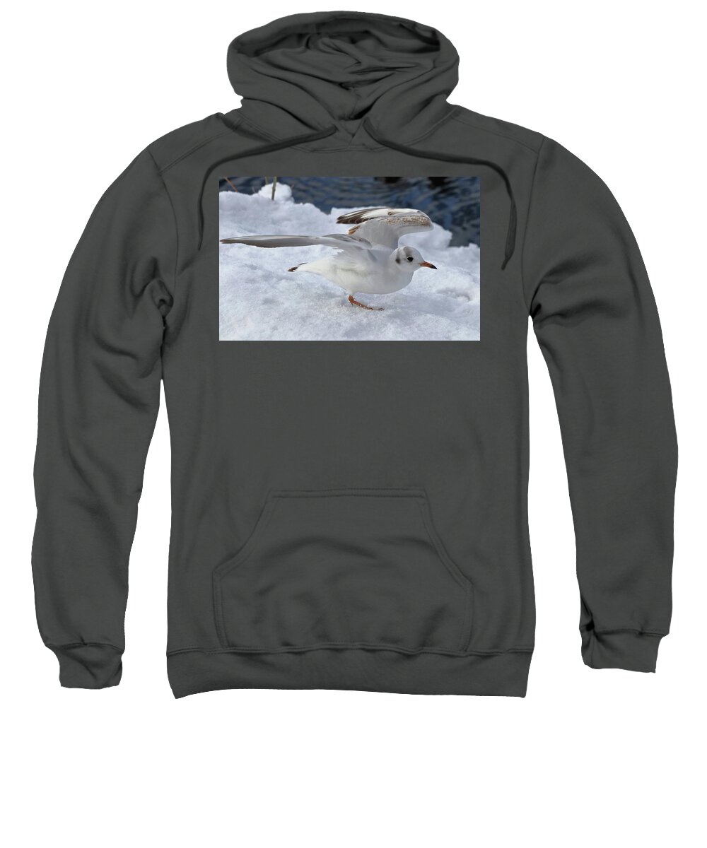 Immature Sweatshirt featuring the photograph Time to Leave by Jeff Townsend