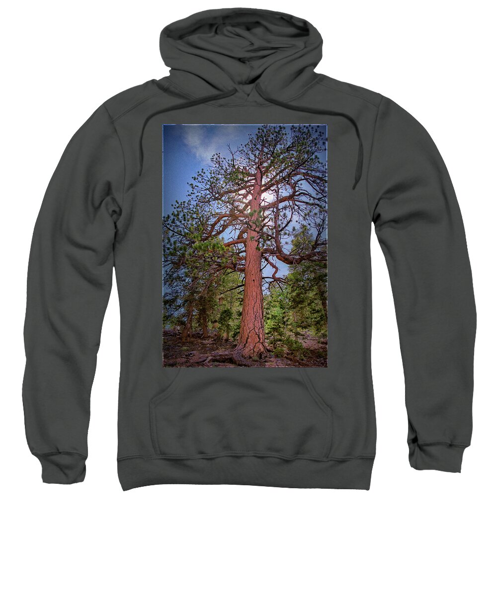 Tree Sweatshirt featuring the photograph Tree Cali by Paul Vitko