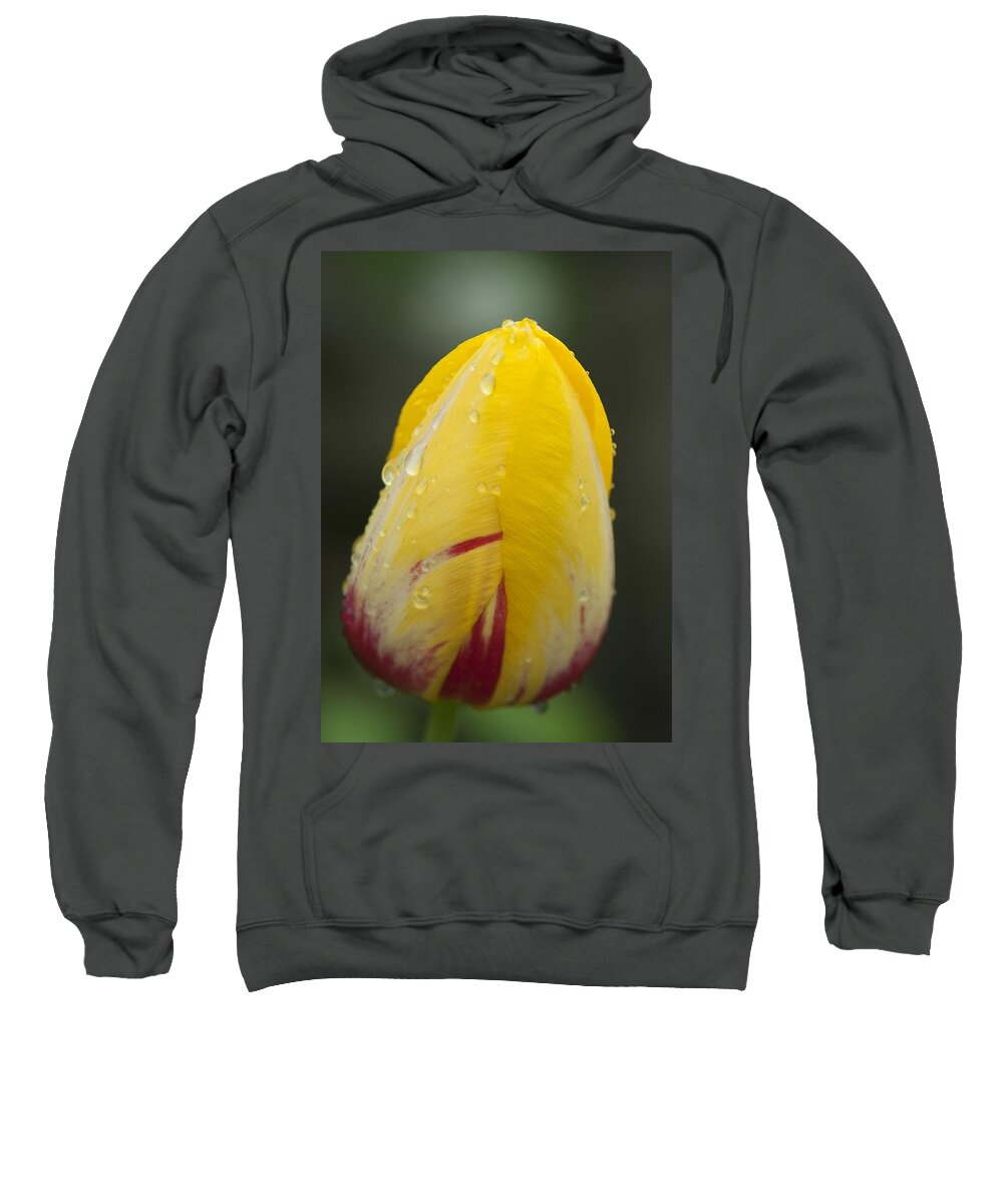 Tulip Sweatshirt featuring the photograph Tulip by Steven Natanson