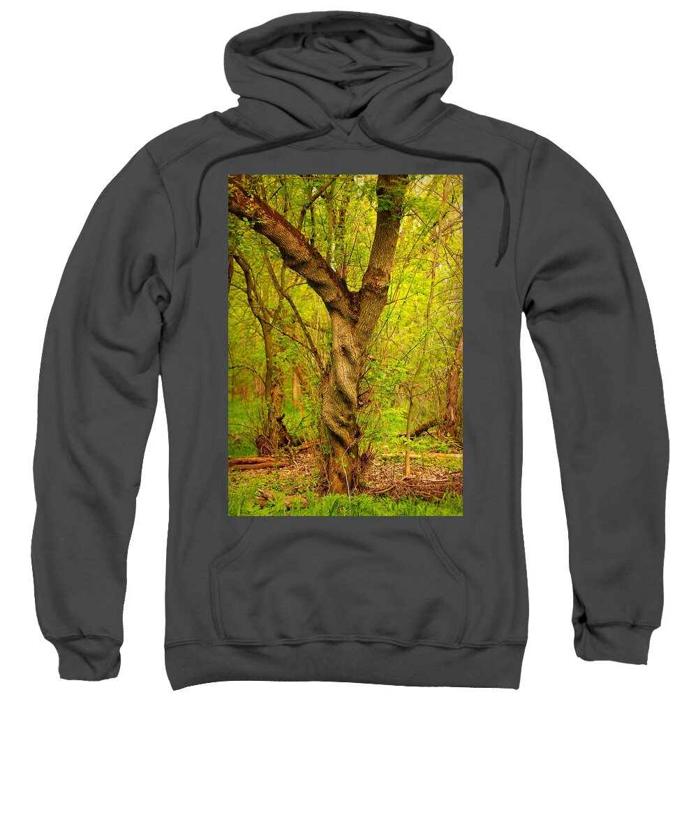 Tree Sweatshirt featuring the photograph Twisted by Viviana Nadowski