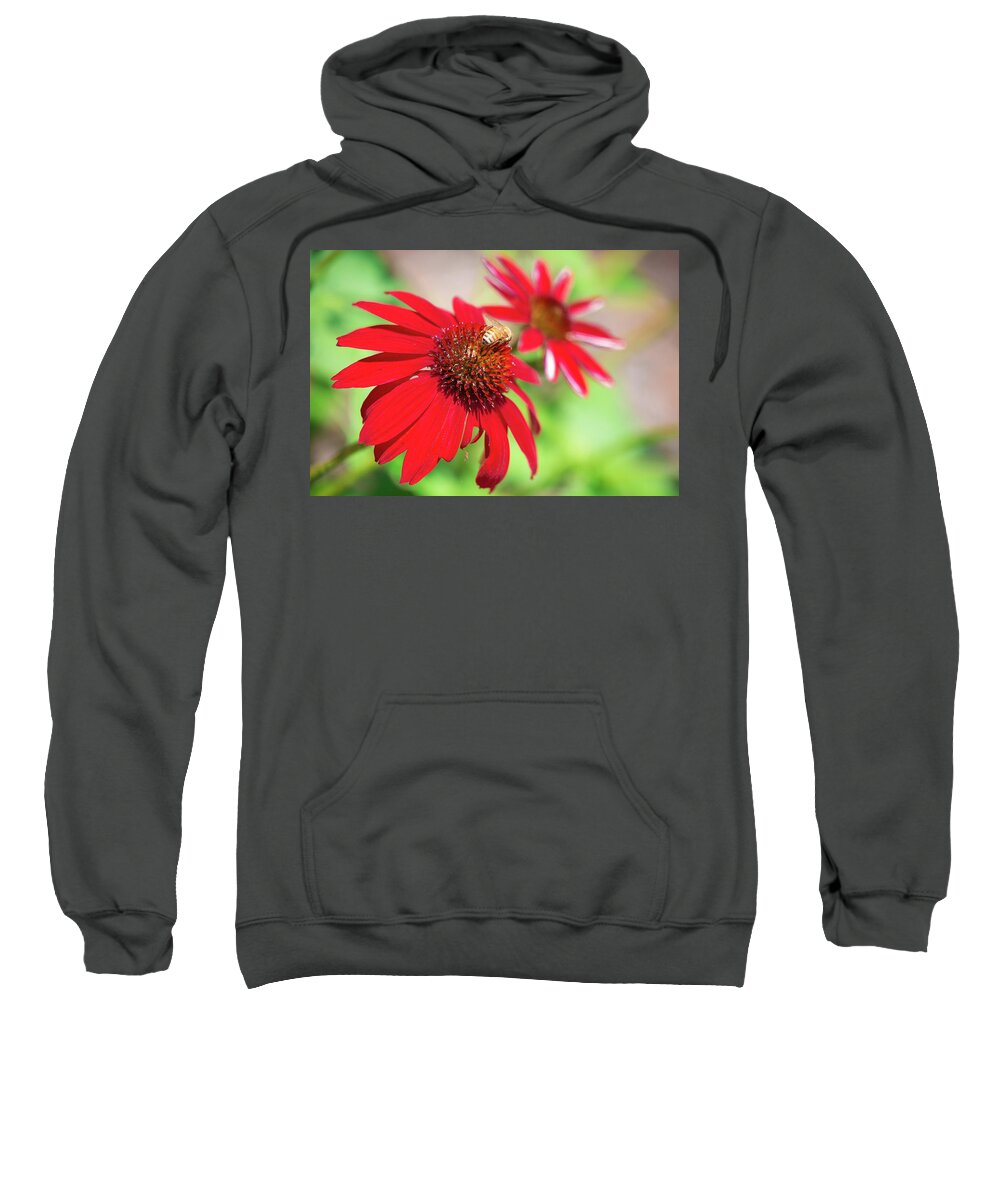 Apiary Bee Bees Buzzing Insect Closeup Close-up Flower Nature Natural Flowers Pollen Outside Outdoors Botanic Botanical Garden Gardening Ma Mass Massachusetts Newengland New England U.s.a. Usa Brian Hale Brianhalephoto Sweatshirt featuring the photograph Two Flowers for Every Bee by Brian Hale